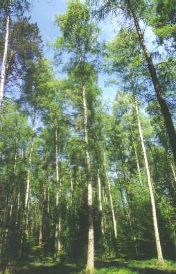 Moor-Bikenwald Moor-Bikenwald