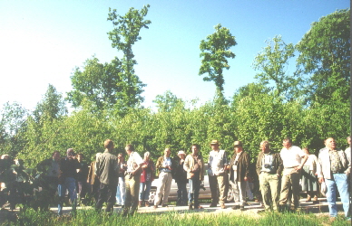 Exkursionsteilnehmer vor Mittelwald mit Birke