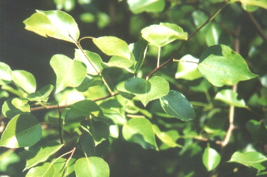 Blätter der Wildbirne
