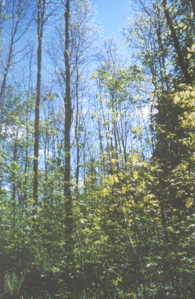 Eschen-Naturverjüngung unter Schirm Eschen-Naturverjüngung unter Schirm