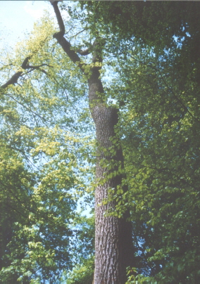 Altesche im Buchenbestand Altesche im Buchenbestand