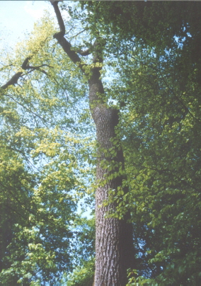 Altesche im Buchenbestand