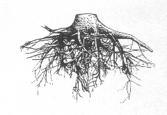 Mittelalte Eschen-Wurzel