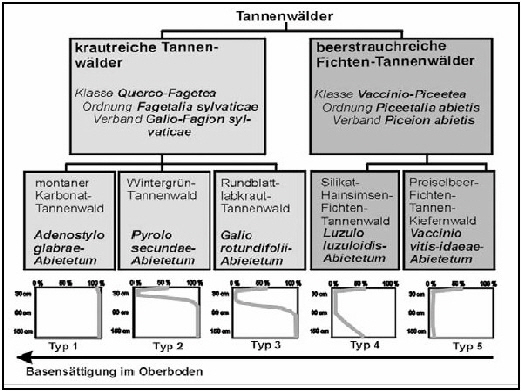 Systematische Gliederung der Tannenwlder