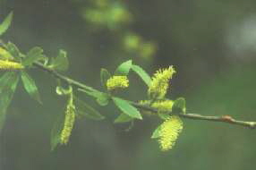 Weidenblüte Weidenblüte