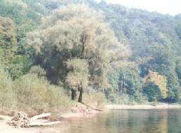 Silberweide am Fluß Silberweide am Fluß