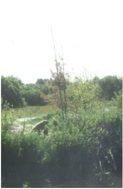 Biber am Ufer Biber am Ufer